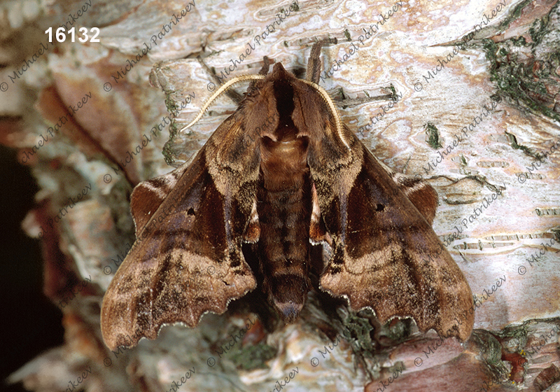 Blinded Sphinx (Paonias excaecatus)